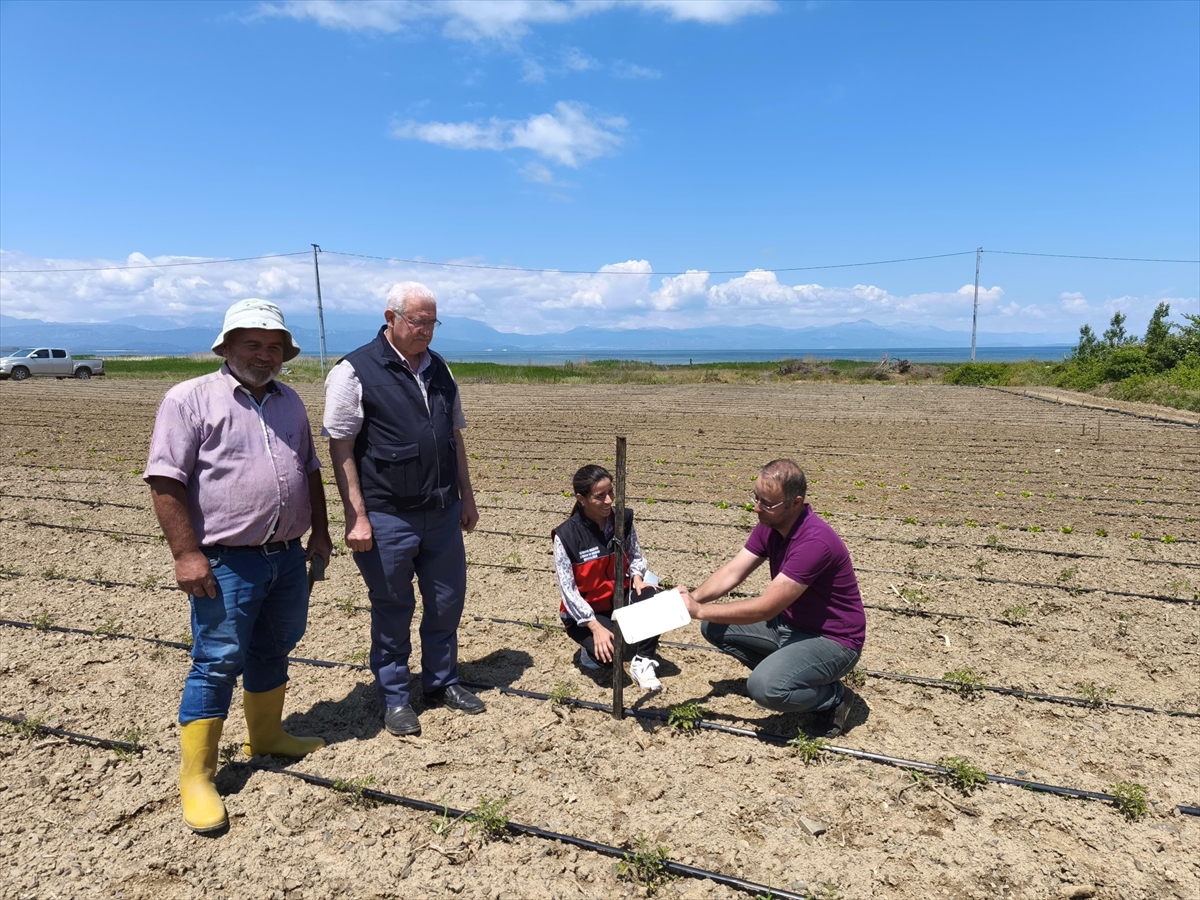 Beyşehir'de domates güvesiyle mücadele çalışmaları başladı