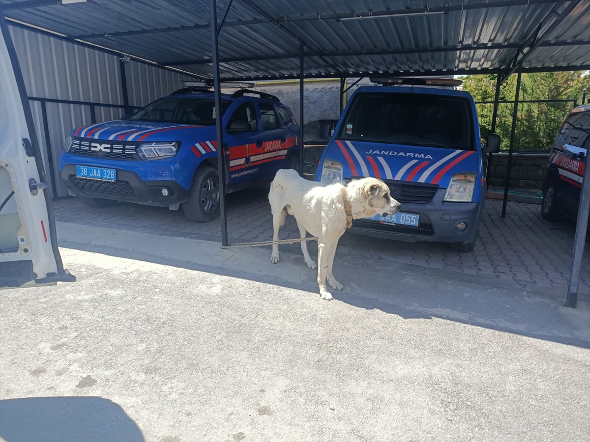 Köpeğini iple bağlayarak otomobilini çektiren kişiye para cezası