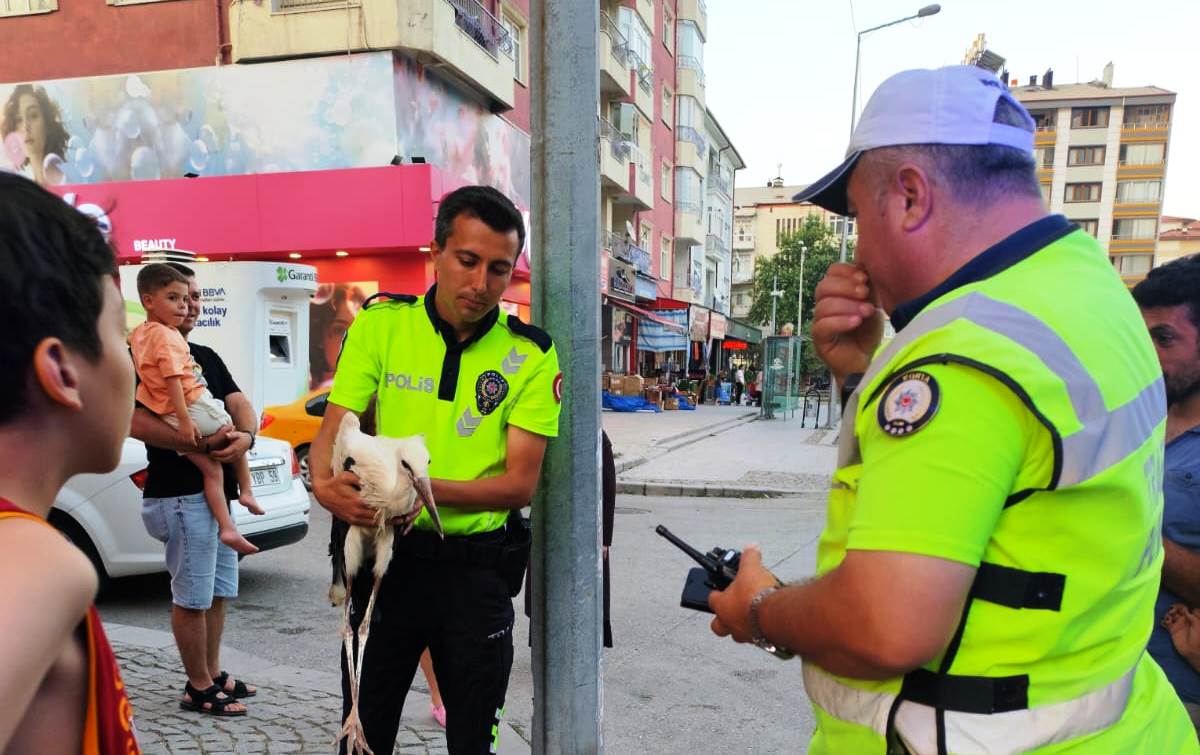 Seydişehir'de Sıcaktan Bunalan Leylek Caddeye İndi! Trafik Polisleri İmdadına Yetişti