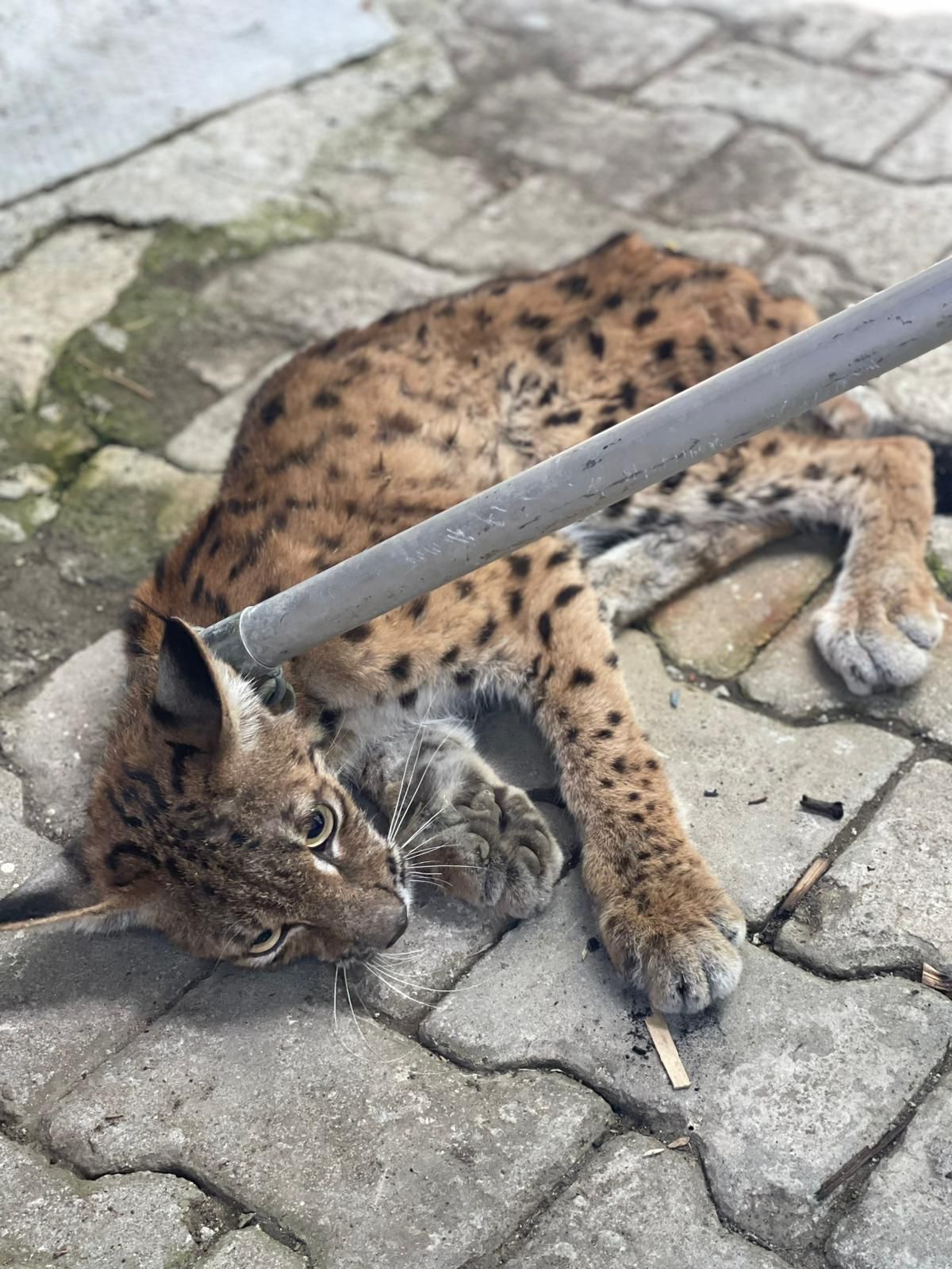 Çorumda Tavuk kümesine giren vaşak itfaiye ekiplerince yakalandı