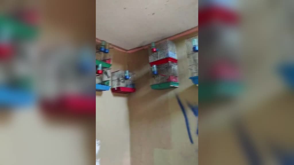 ADANA - Evinde saka kuşu bulunan kişiye 151 bin 200 lira ceza kesildi