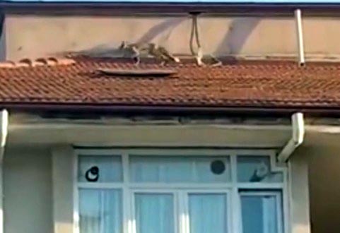 Bolu- 5 katlı apartmanın çatısına çıkan tilkiyi itfaiye ekibi yakaladı