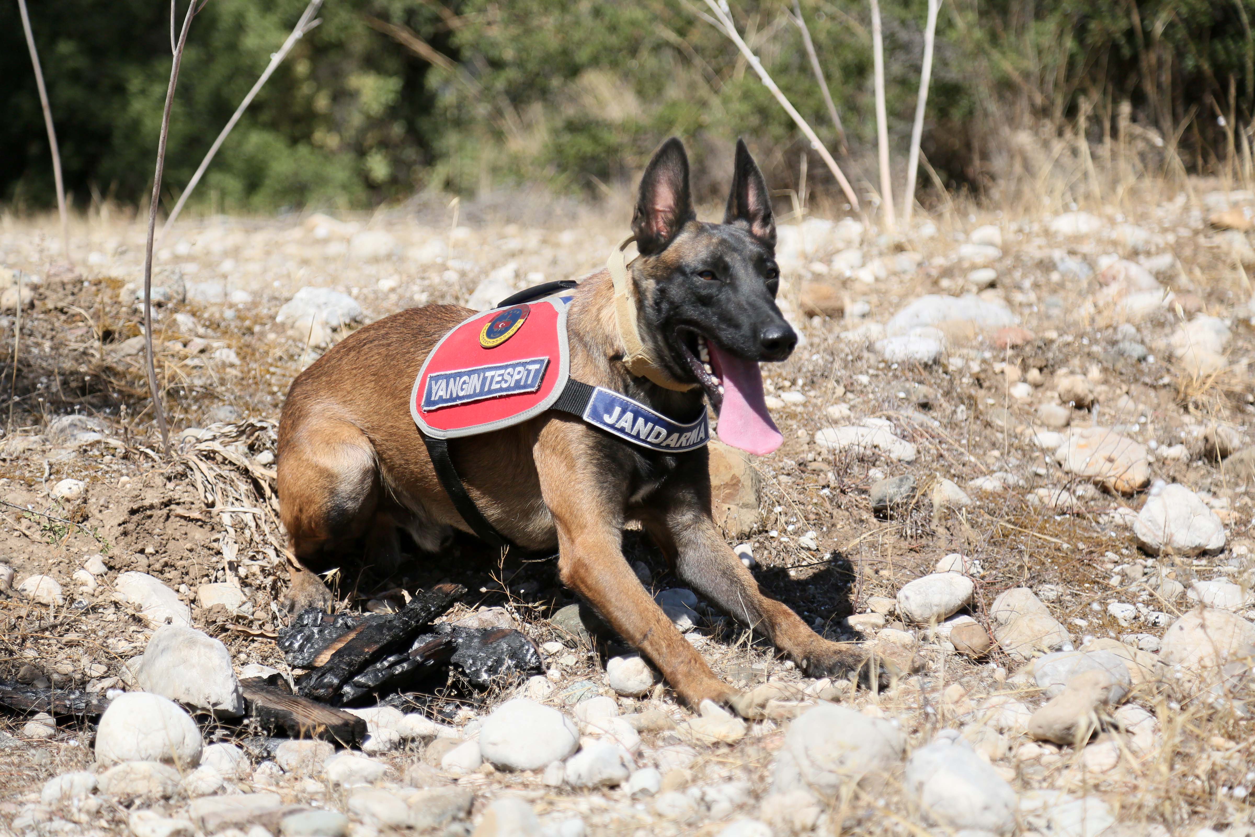 Jandarma köpeği 'Hane', orman yangınlarında kundaklama tespitinde görev yapıyor