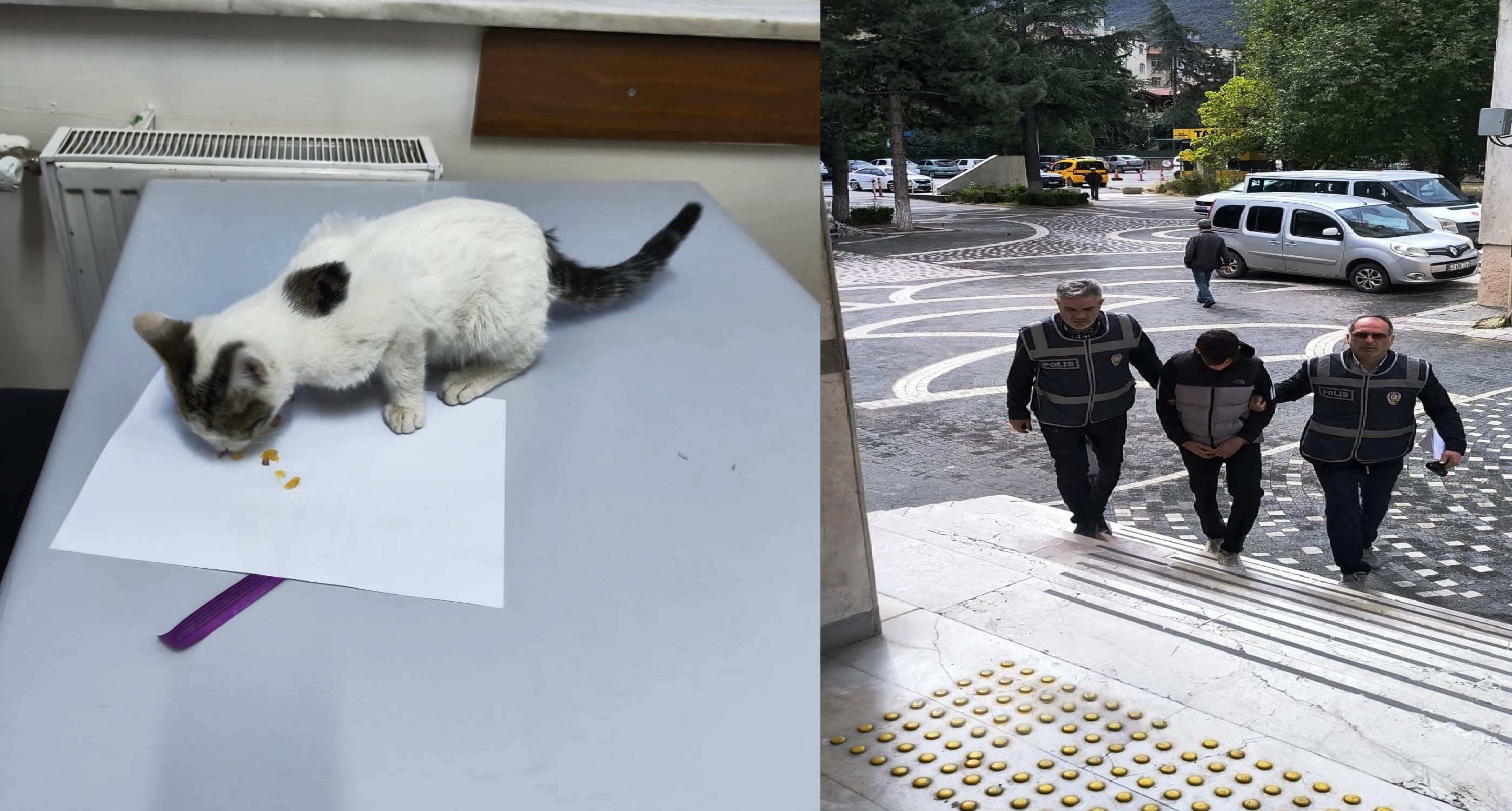 AKŞEHİR’DE KEDİYE ŞİDDET UYGULAYAN ŞAHIS POLİS EKİPLERİNCE YAKALANDI