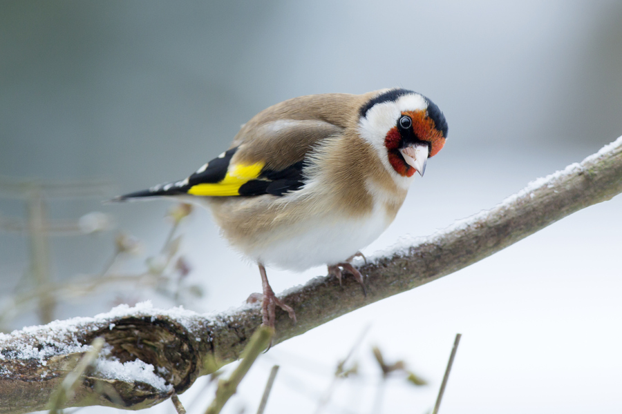 Seydişehir'de Yasak Av! Saka Kuşlarını Yakalayan Şahıslara Operasyon