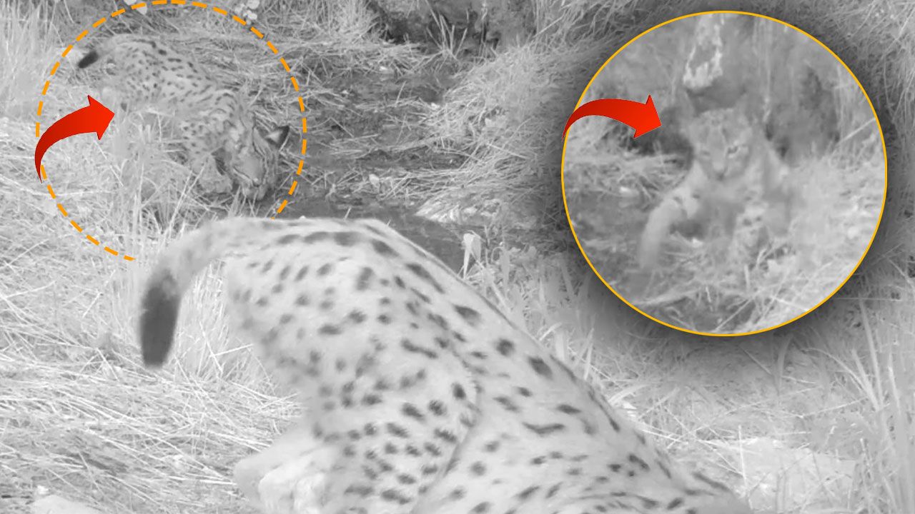 Toroslardaki yavru vaşaklar foto kapanda