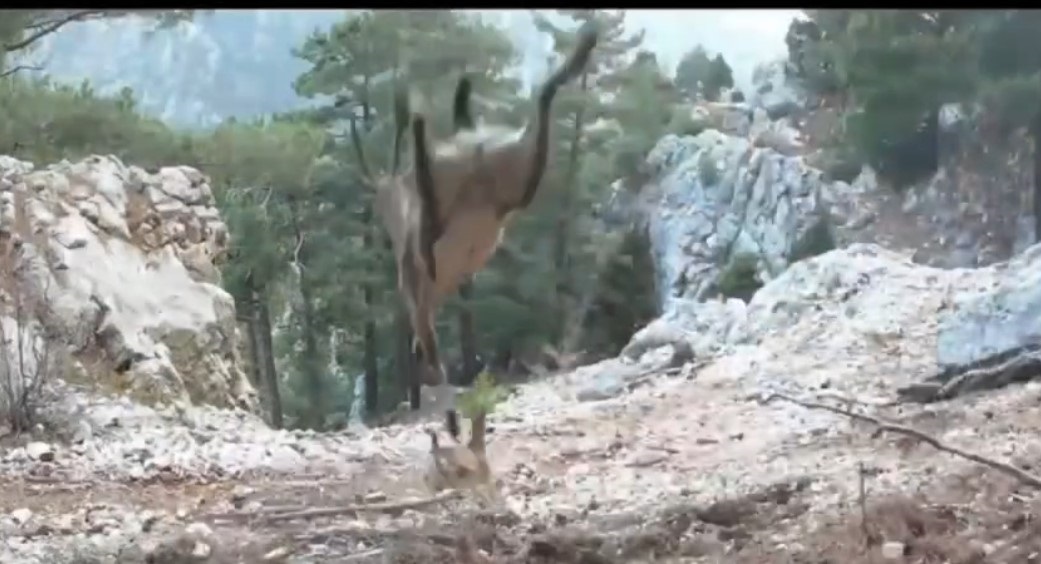 Doğa Koruma Milli Parkları'ndaki Foto-Kapan, Yaban Keçisinin Nefes Kesen Sıçrayışını Görüntüledi: 