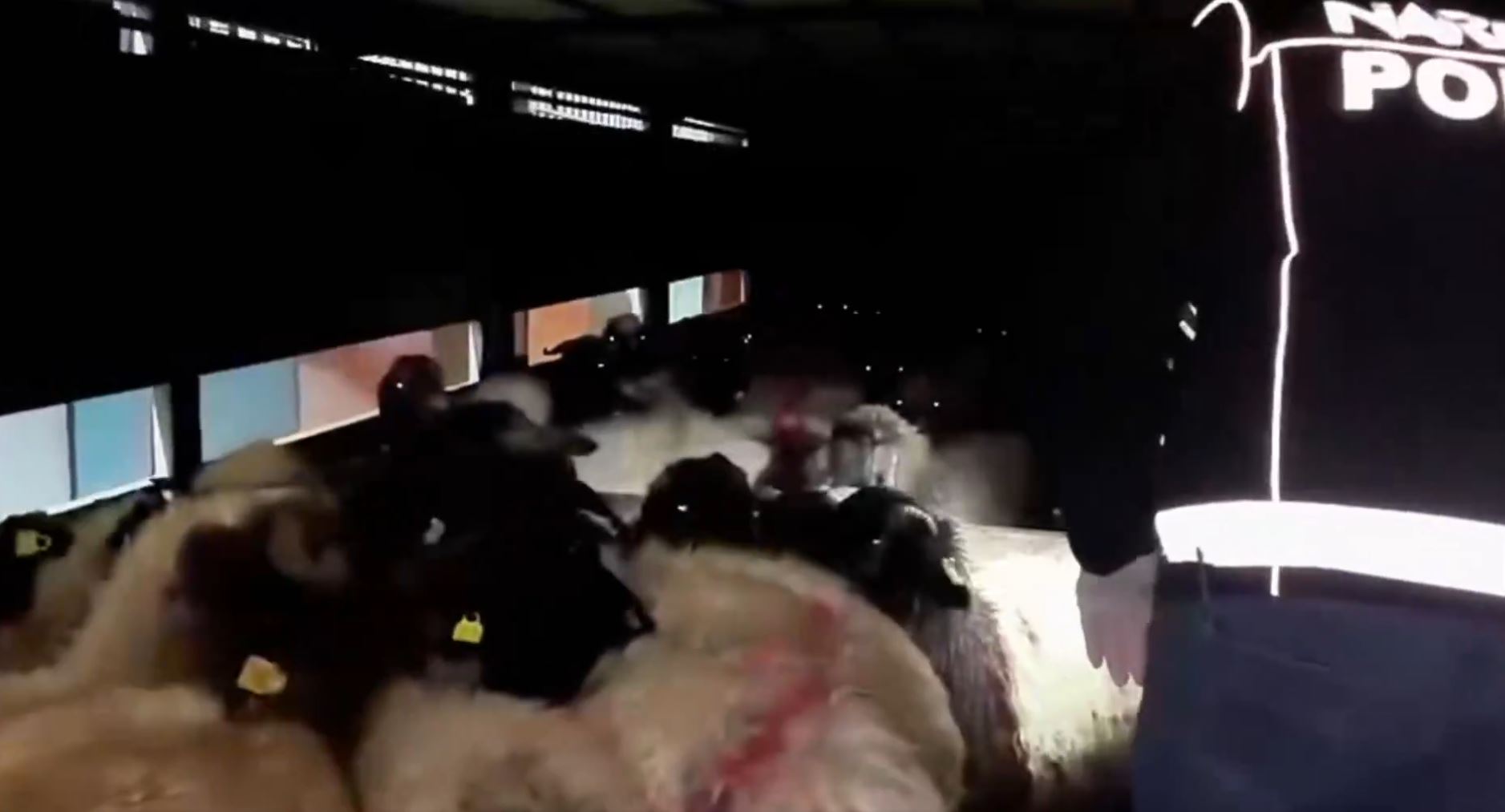 29 küçükbaşın karın boşluğuna gizlenmiş 54,6 kilo metamfetamin ele geçirildi: 2 gözaltı