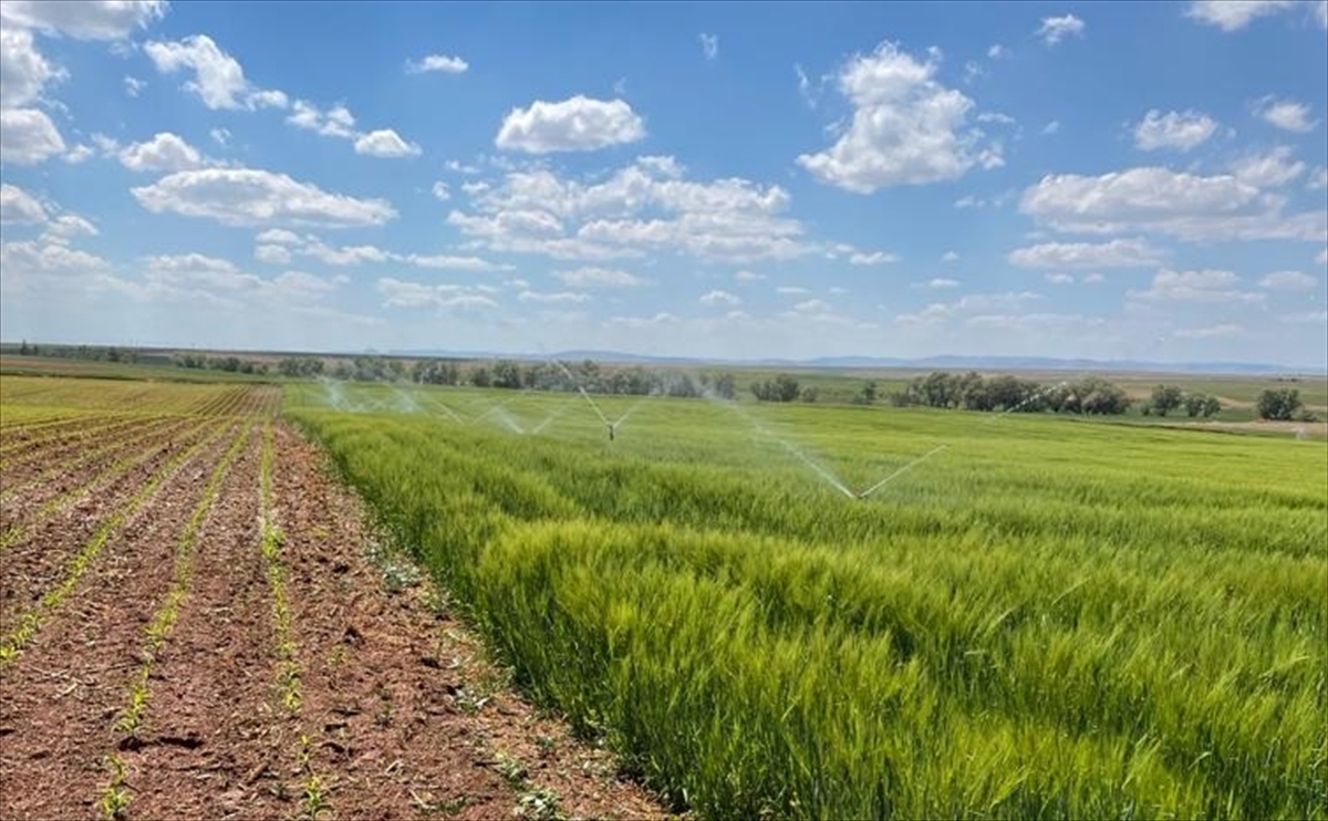Konya Ovası'nda iklim dostu tarım modeli hayata geçiriliyor