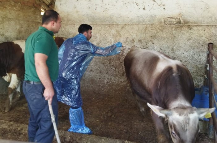 Konya’da şap uyarısı: Hastalık rüzgarla bile kilometrelerce taşınabiliyor