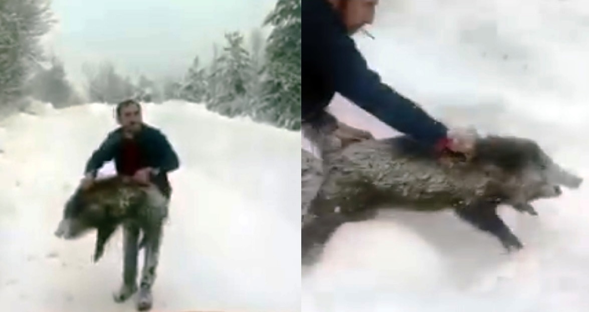 Yaban domuzunu yakaladı, birlikte görüntü çektirdikten sonra salıverdi