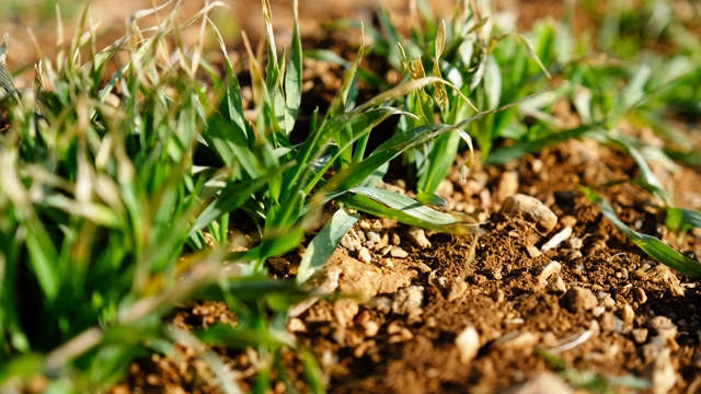 Konya Ovası’nda son yağışlar yüz güldürdü