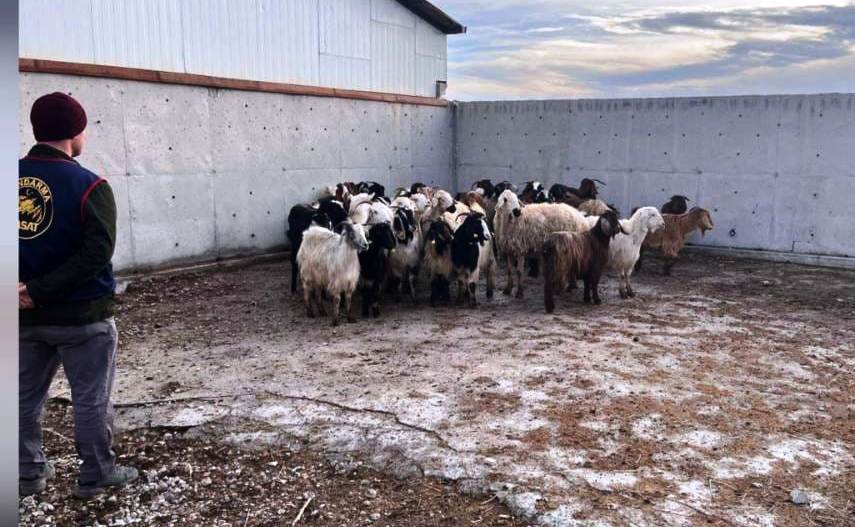 Ilgın Jandarmasından Başarılı Operasyon: Çalınan 48 Küçükbaş Hayvan Sahibine Teslim Edildi!