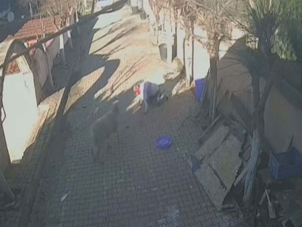 İstanbul - Silivri'de beslediği koçun dakikalarca saldırısına uğradı, kaburgaları kırıldı  ve koç  sonunda  kavurma oldu