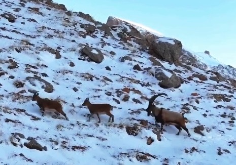 Karlı Aladağlar'da gezen dağ keçileri dron kamerasında