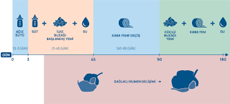 Buzağı Yemleri ile başlangıcı doğru yapmak, sürüyü yıllarca rahatlatır