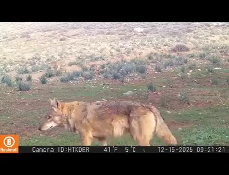 Hatay- Dağ ceylanı, çizgili sırtlan ve kurt aynı habitatı paylaşıyor