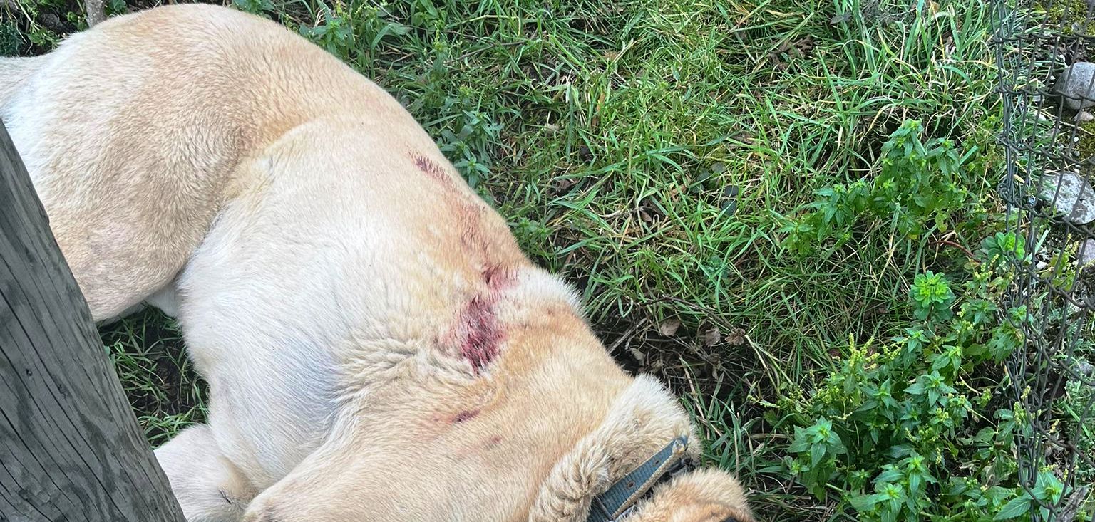 Zonguldak- Kangal cinsi köpeği av tüfeğiyle vurarak öldürdüğü iddia edilen şüpheli tutuklandı