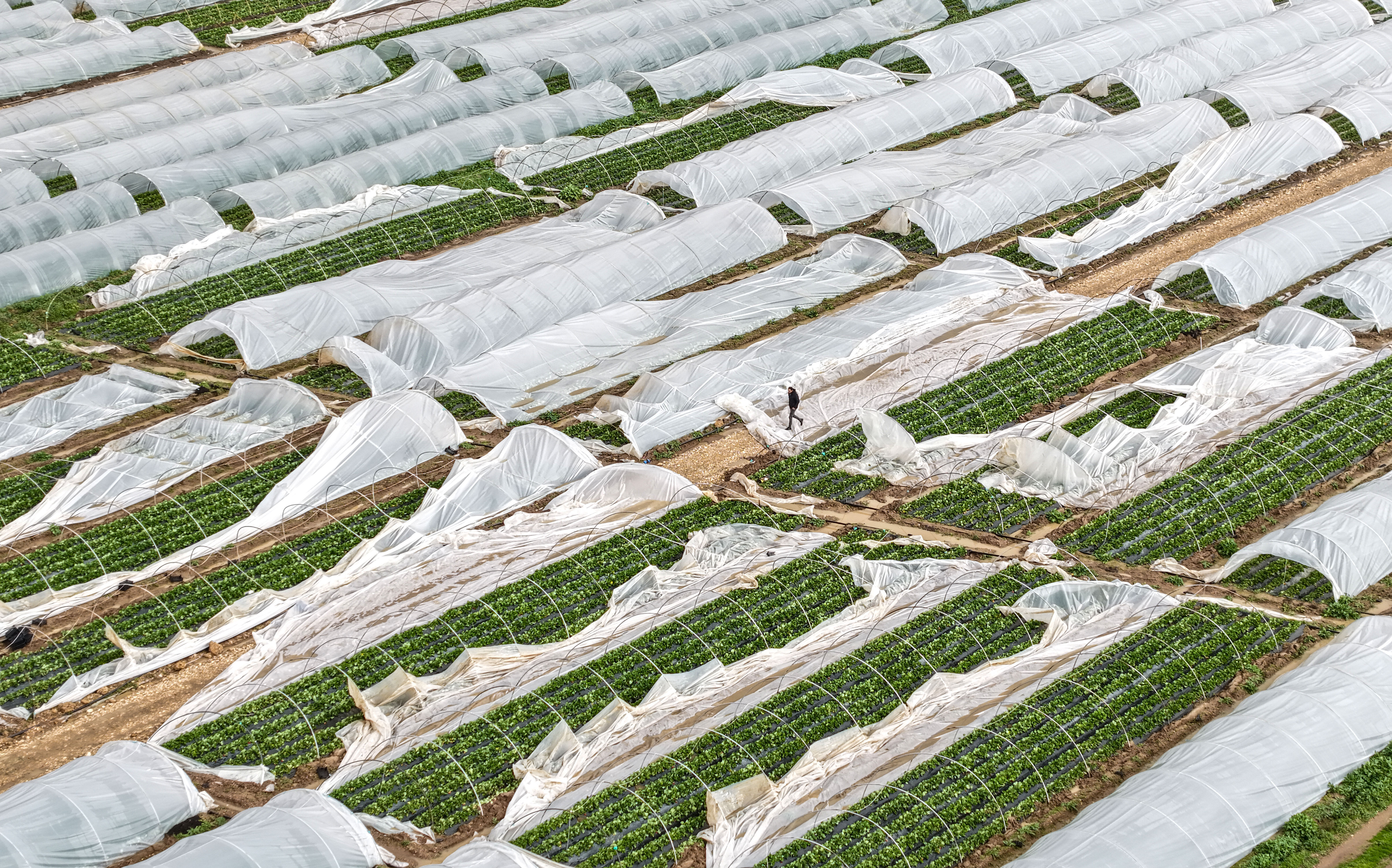 Yağmur ve hortum, sebze-meyveyi vurdu