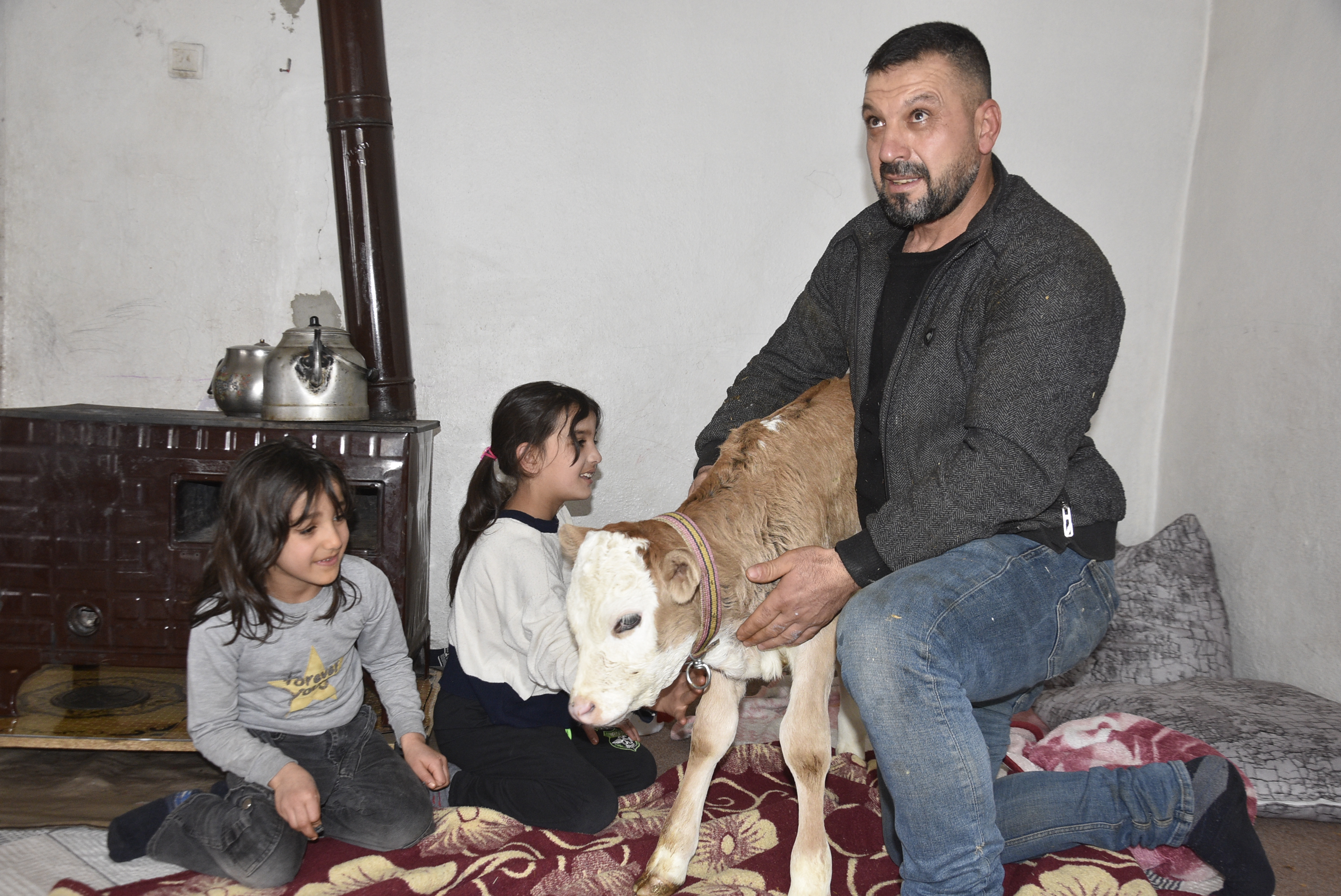 Bitlis- Hasta buzağıyı biberonla besliyorlar