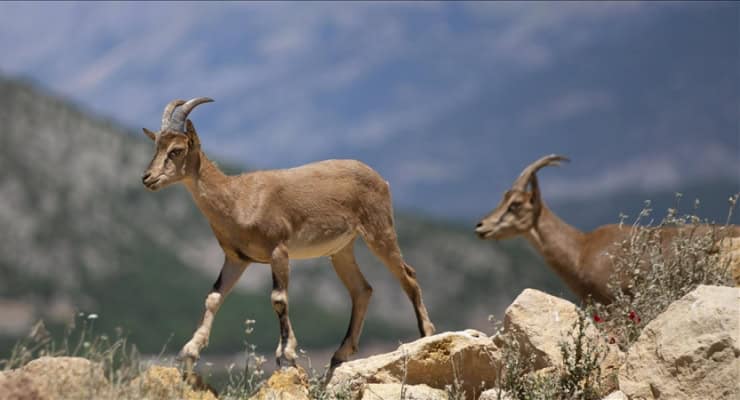 Yaban Keçisi Avcılığına 1 Milyonluk Darbe: Kaçak Avın Bedeli Ağır Oldu!