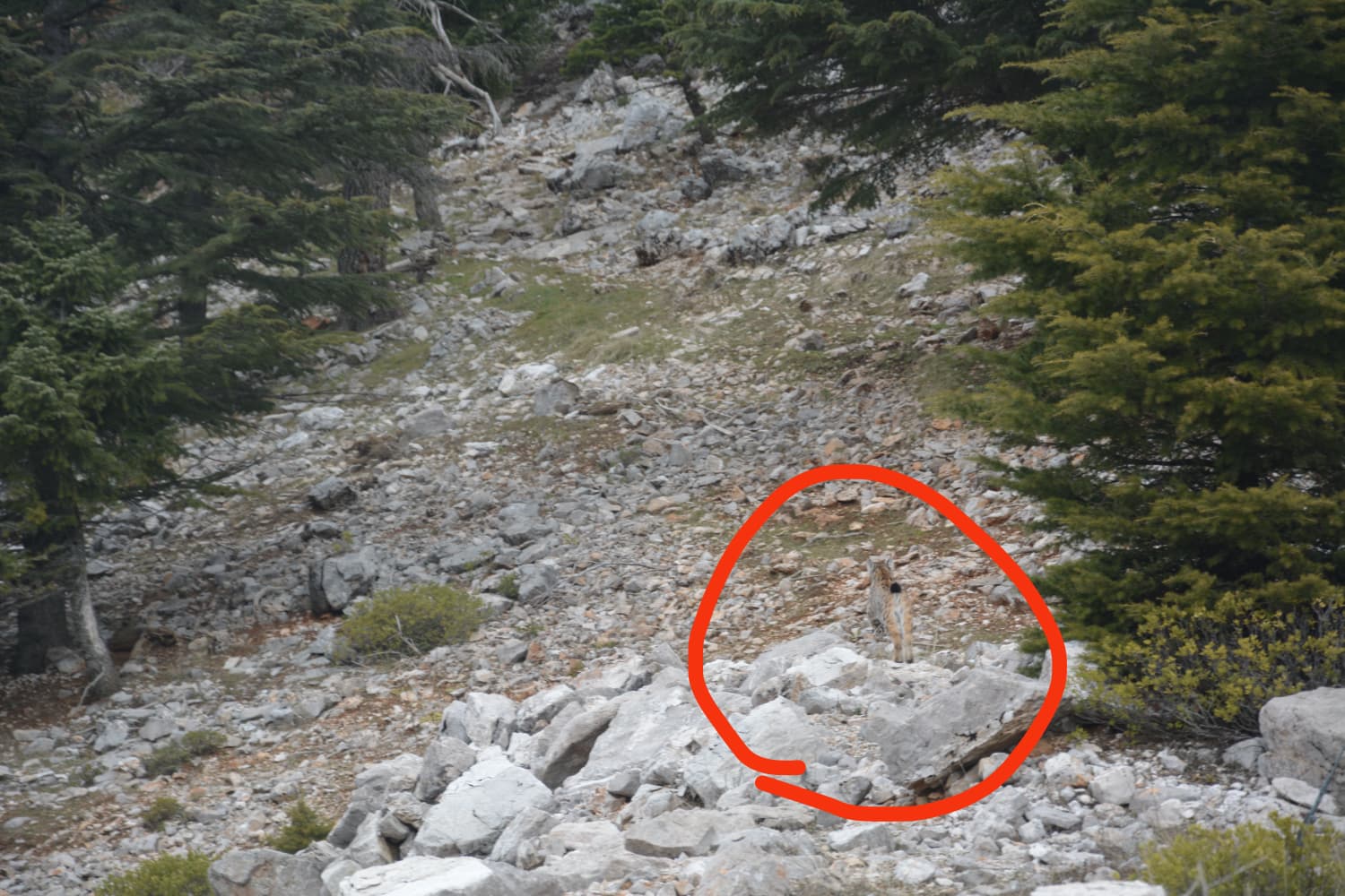 Torosların "Hayaleti" Geri Döndü: Giden Gelmez Dağları'nda Vaşak Sürprizi