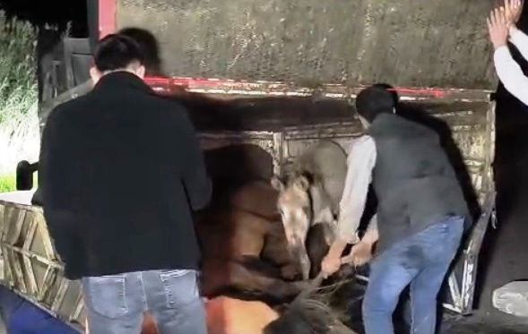 Adana - Devrilen kamyonetin kasasındaki eşekler yaralandı