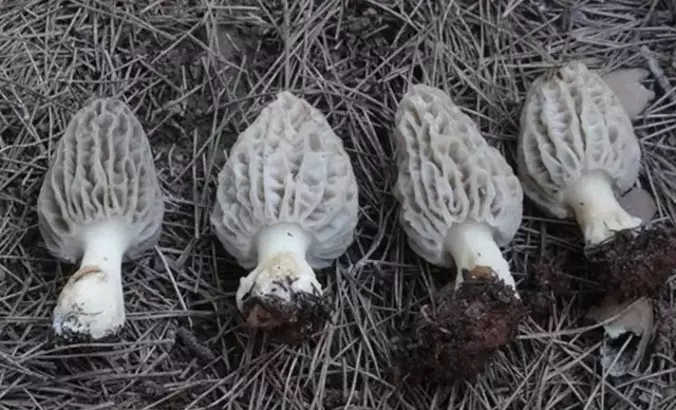 Antalya Dağlarında "Kuzu Göbeği" Mesaisi: Kilogramı Servet Değerinde!