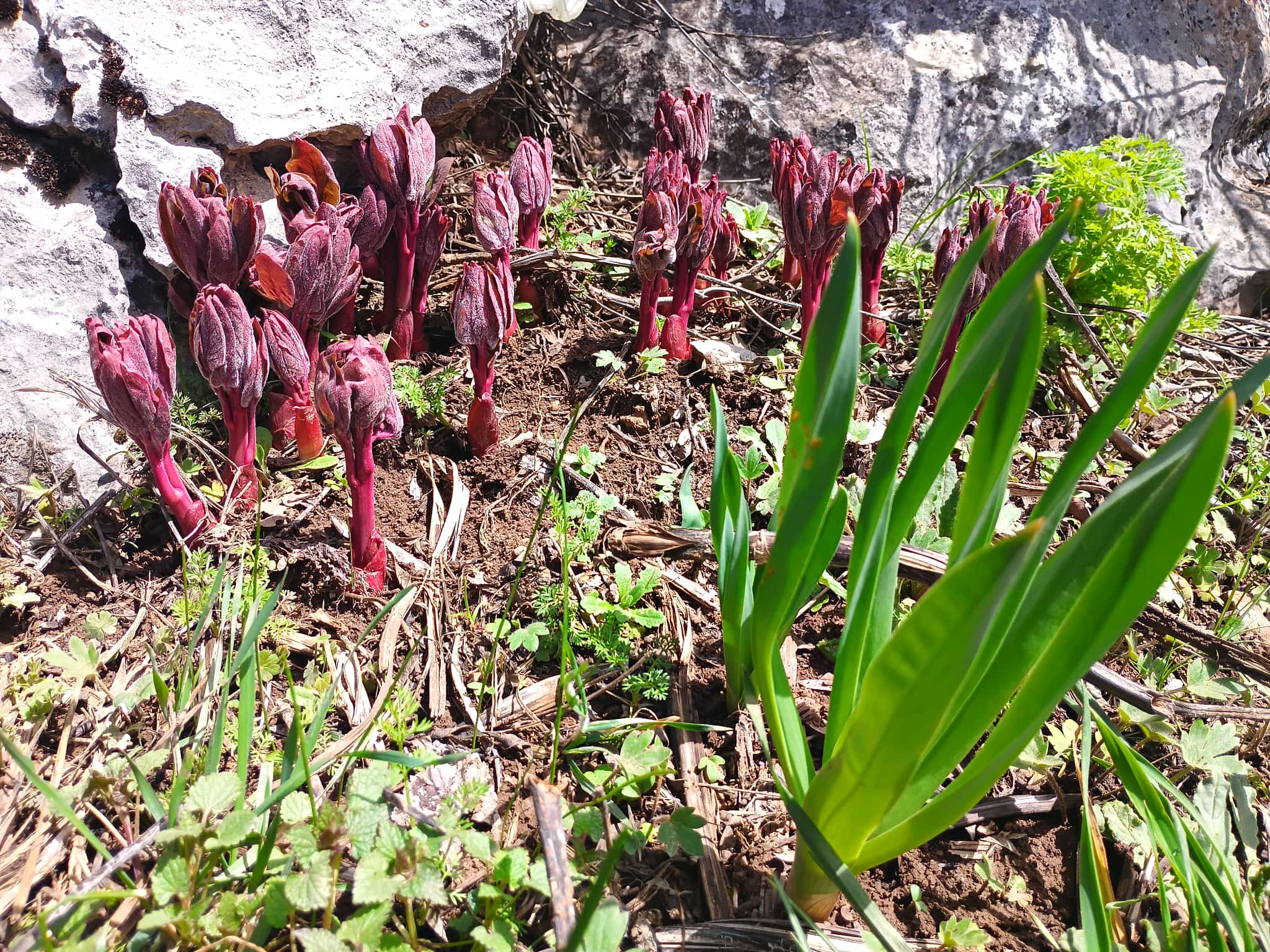 Toroslar’dan Şifa, Gönüllerden Vefa: Ali Erdoğan’dan Örnek Davranış