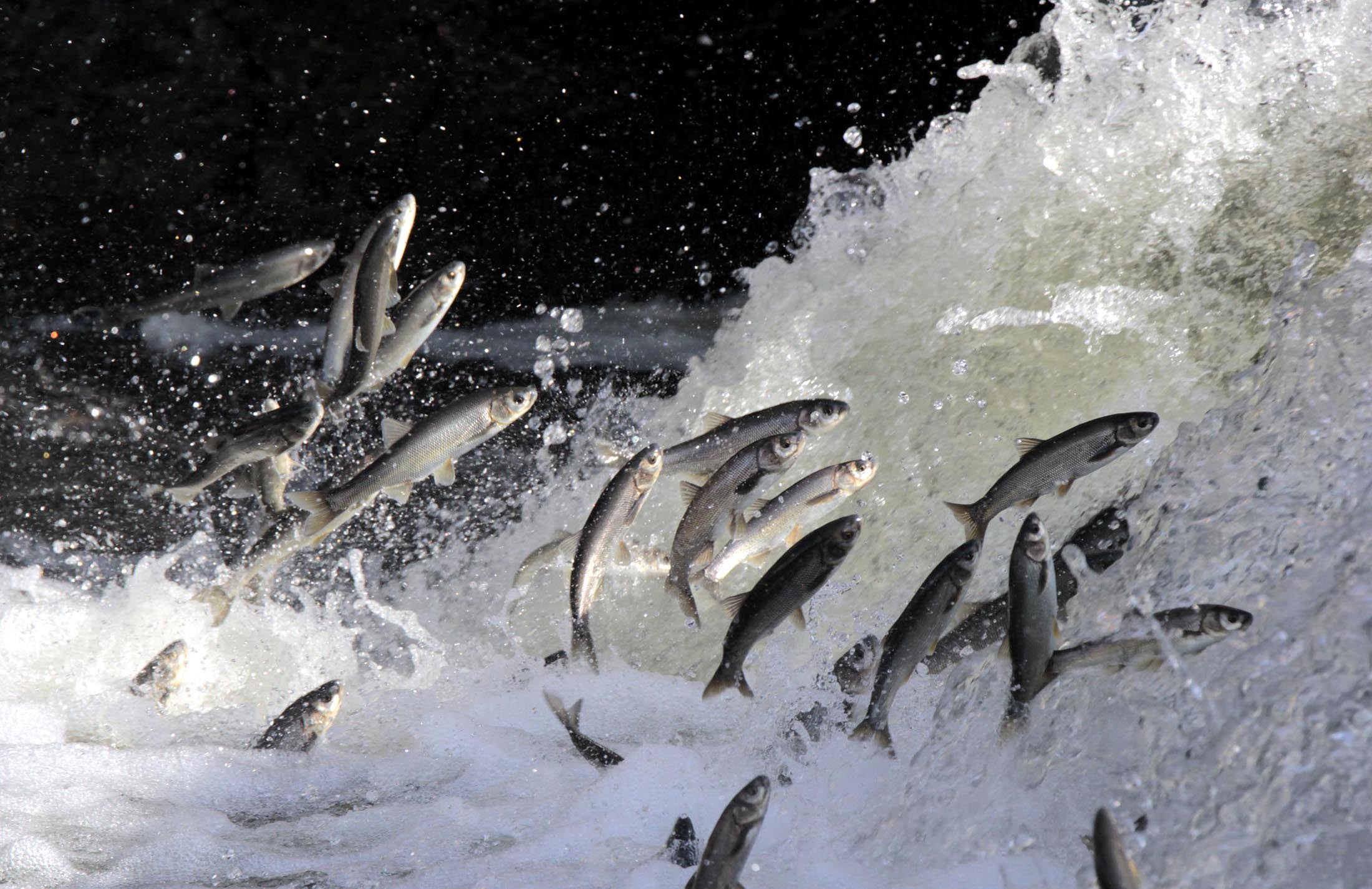 Yağışlar yüz güldürdü, inci kefali üreme sezonuna güçlü giriyor