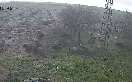  Konyada çiftçiler için   bir Yeni Tehdit: Domuz İstilası