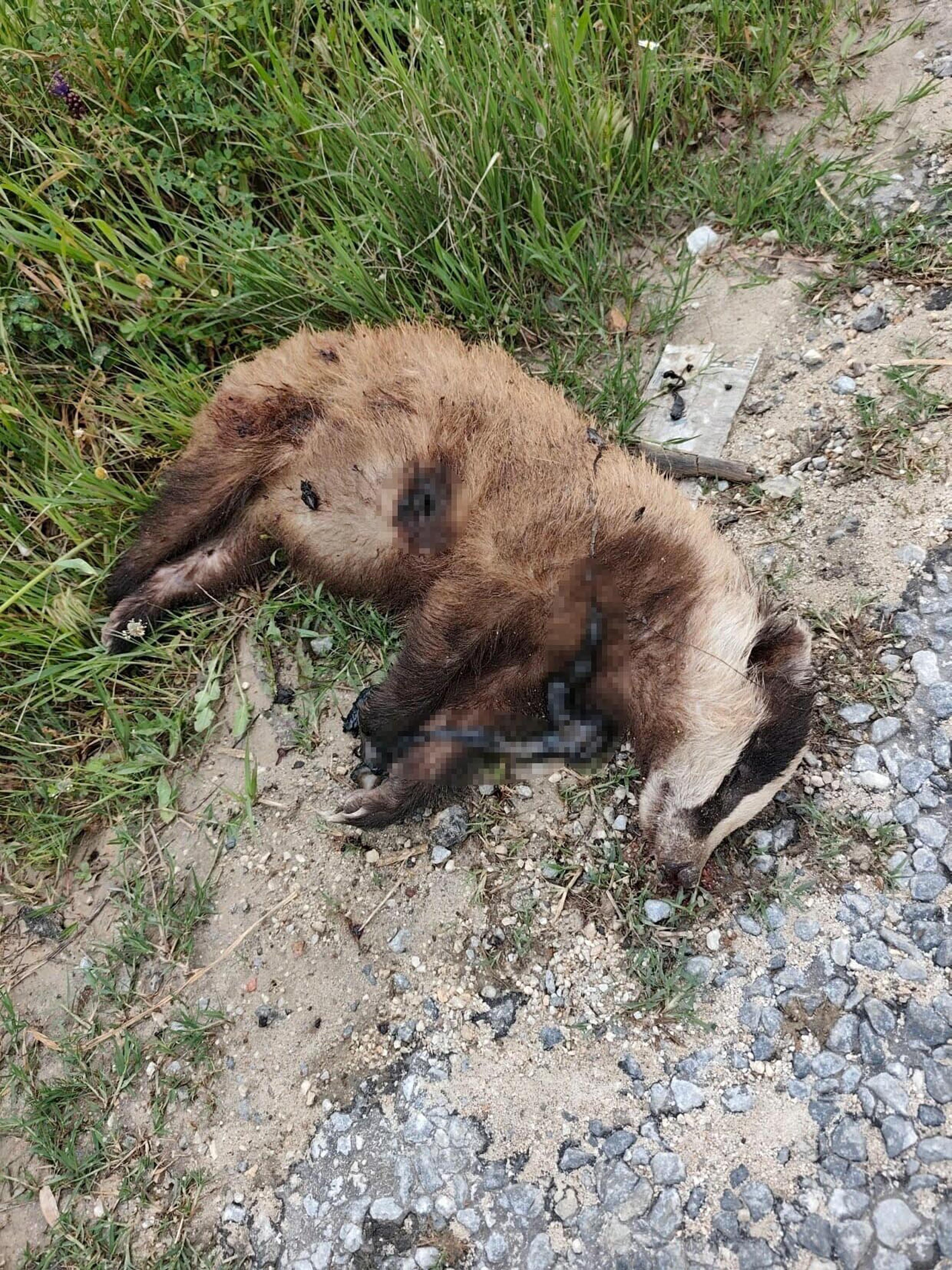 Aydın'da nesli tehlike altında olan Avrupa porsuğu silahla öldürüldü
