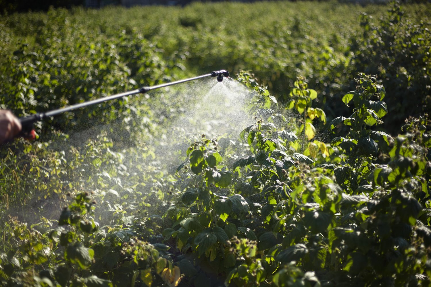 Yaprak Gübresi Nedir? Ne Zaman Atılır? Faydaları Nelerdir?