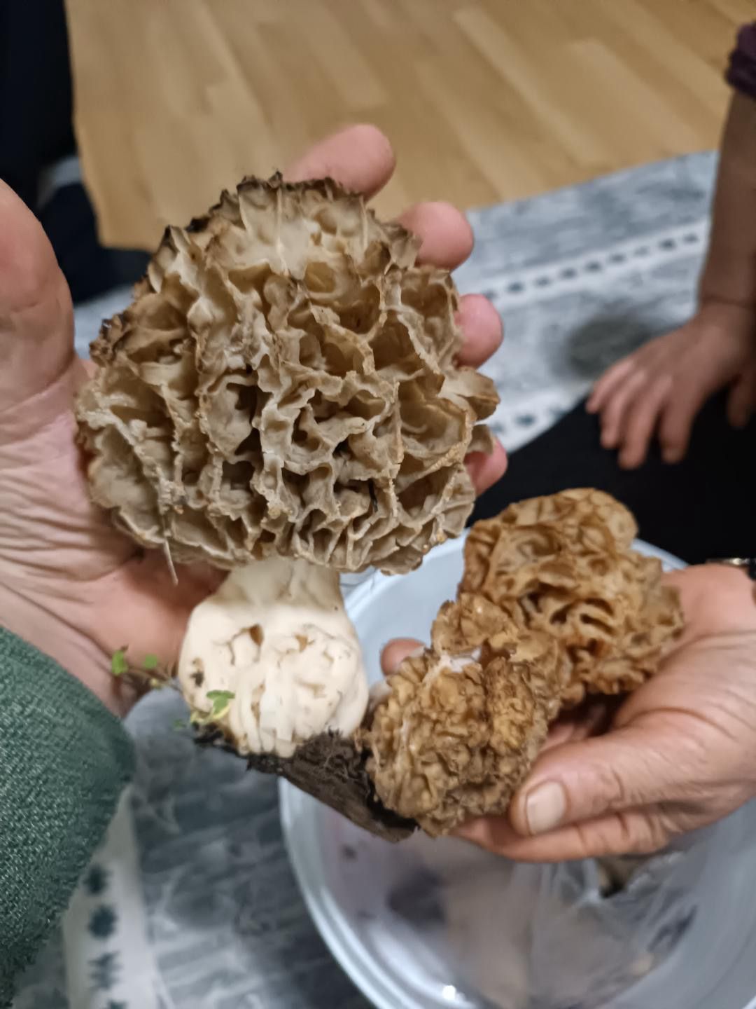 Seydişehir’de "Göbek" Bereketi: Dev Mantar Görenleri Hayrete Düşürdü!