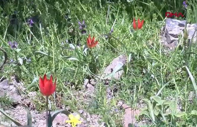 Manisa- 10 gün canlı kalabilen Manisa laleleri açtı, koparmanın cezası 699 bin TL