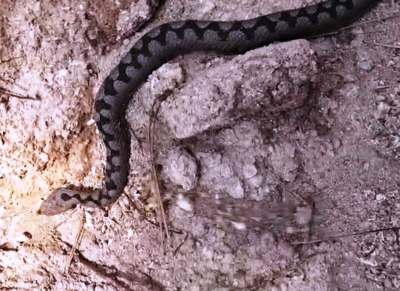 Nesli tükenme tehlikesindeki Kafkas burunlu engerek görüntülendi