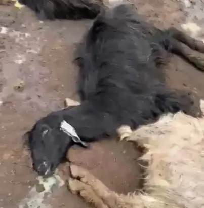 Adana'da bir günde 76 küçükbaş hayvan, bağırsak zehirlenmesinden öldü