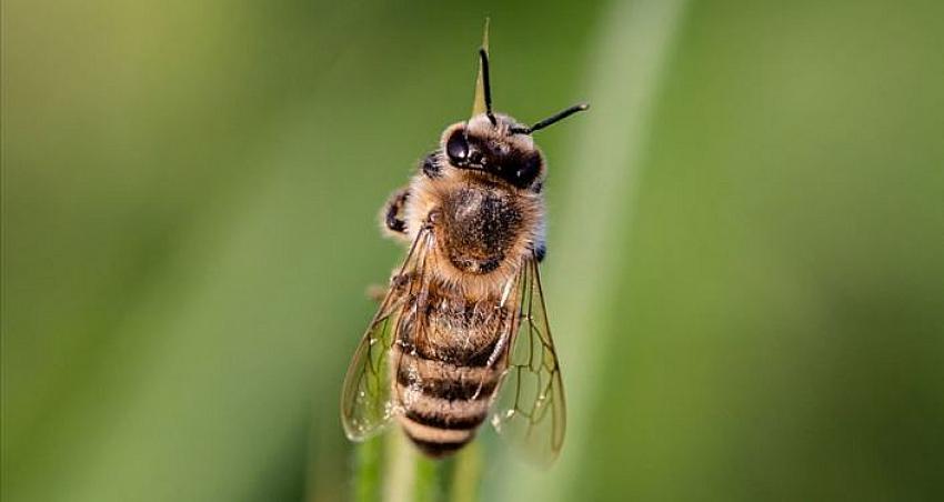 Arıyla romatizma tedavisi öldürdü