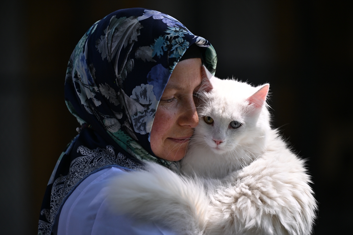 Ayasofya'ya ikinci Ankara kedisi "patilerini" basacak