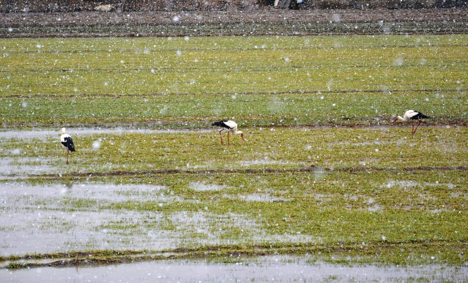 Bahar Müjdecisi  Leylekler  Kar altında  geldi