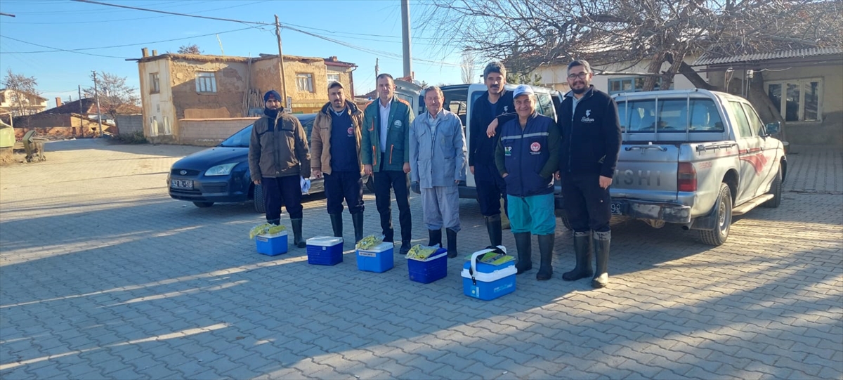 - Büyükbaş hayvanlara şap aşısı yapıldı, küpe takıldı