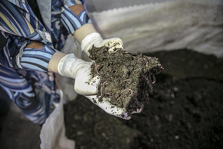 Evinin bodrumunda beslediği solucanlardan yıllık 12 ton gübre üretiyor