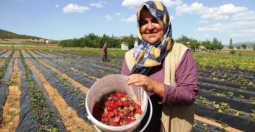 Hüyük çileği" coğrafi işaretle tescillendi