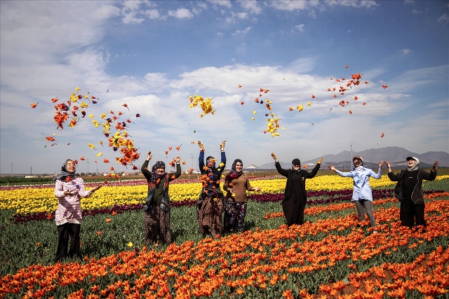 Karaman’da lale bahçesinde hasat dönemi başladı