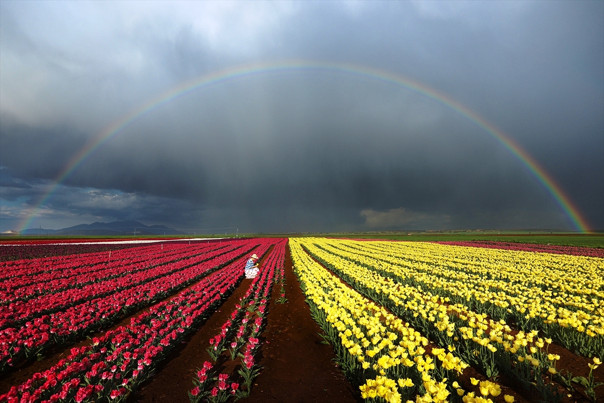 Karaman'daki lale bahçesi bayram ziyaretçileriyle hareketlendi