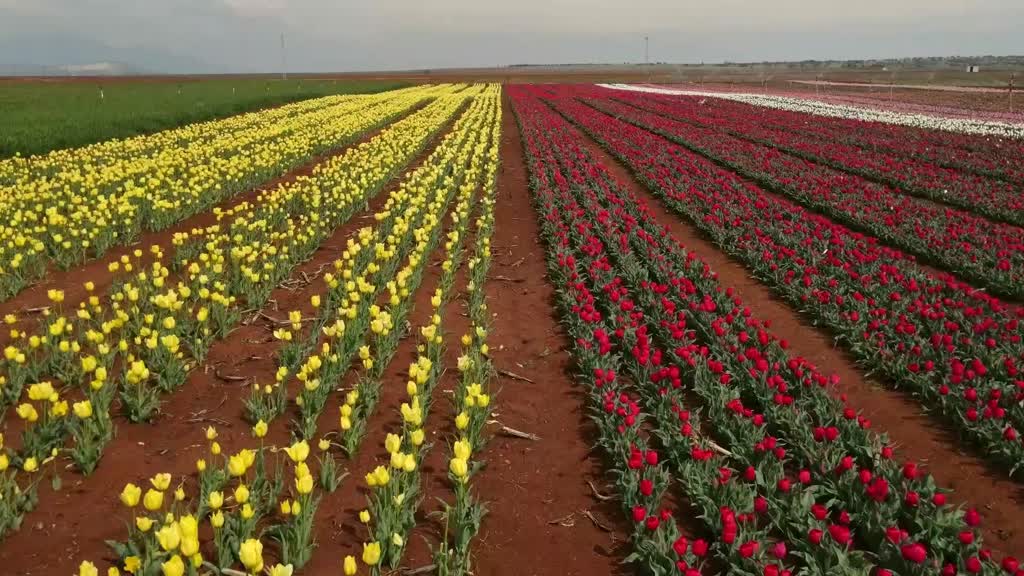 Karaman'daki Lale tarlası bayram ziyaretçileriyle hareketlendi