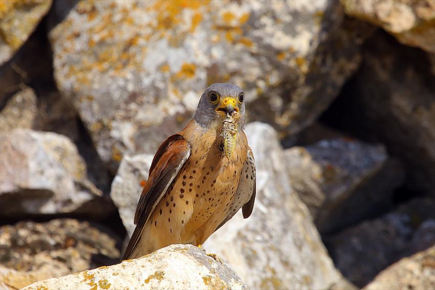 Kerkenez kuşunun yiyecek arayışı