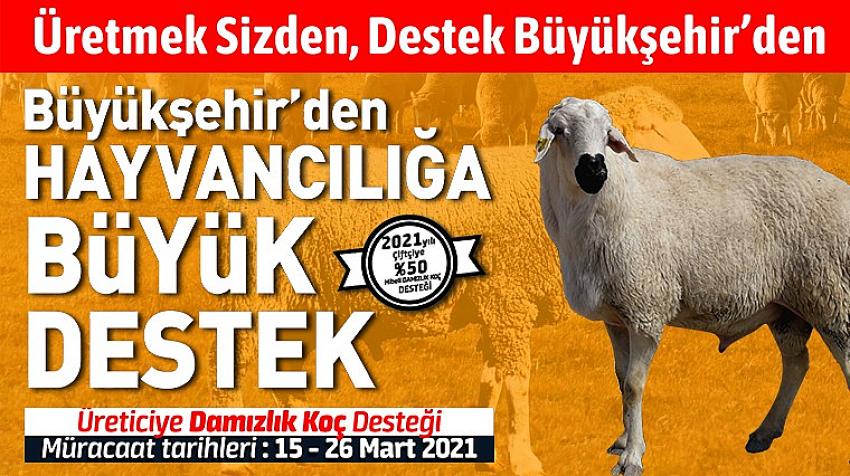 Konya Büyükşehir’den Hayvancılığa Destek