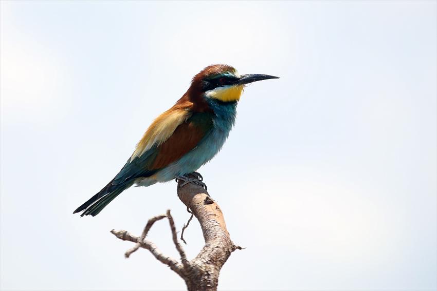  Konya'da Arı kuşlarının göz alıcı güzellikleri ve avları
