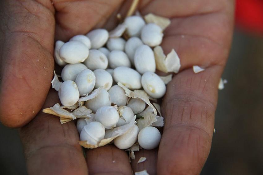 Konya'da coğrafi işaret belgeli şeker fasulyesinde ilk ihracat sevinci